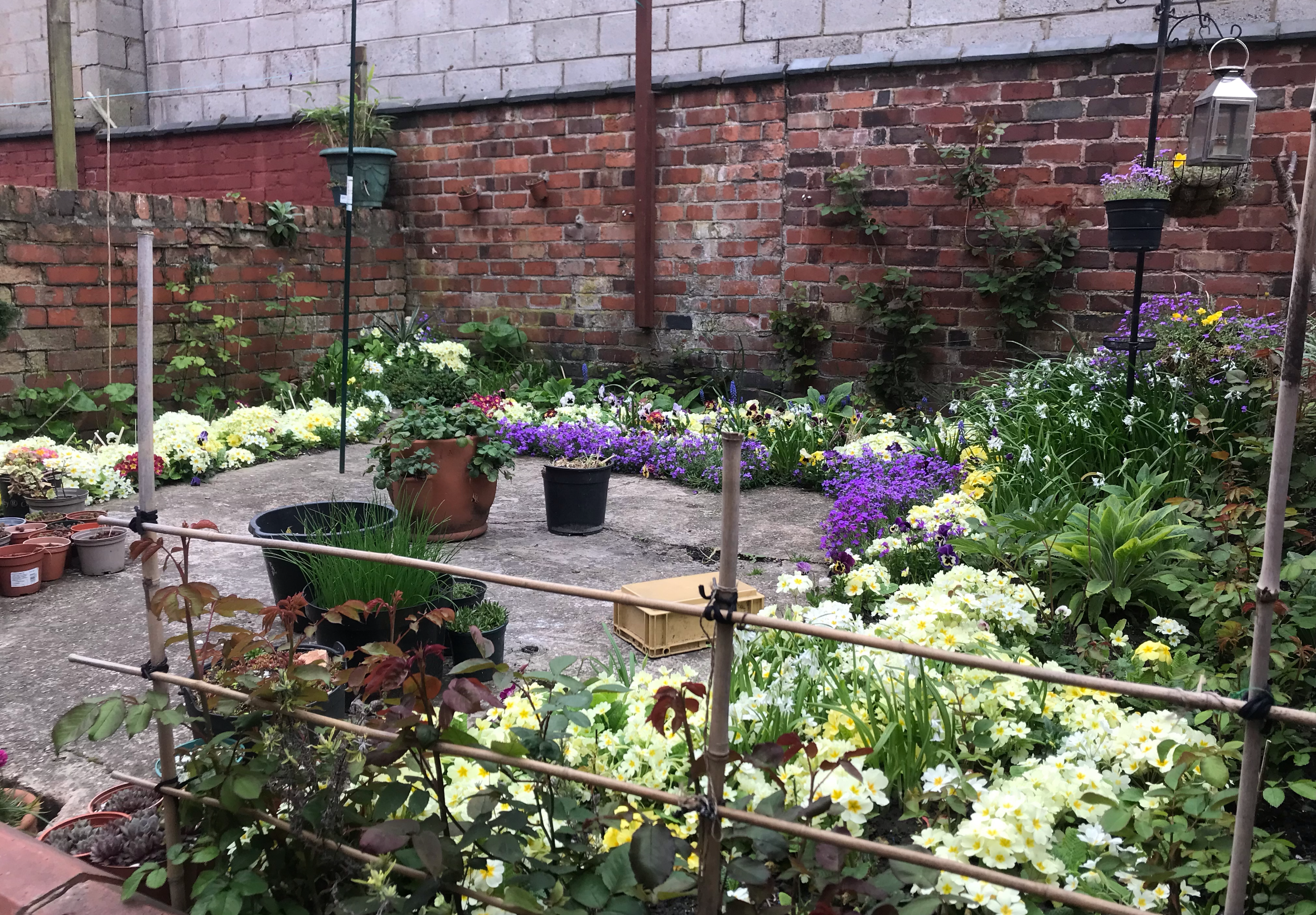 Your Garden Polyanthus in bloom