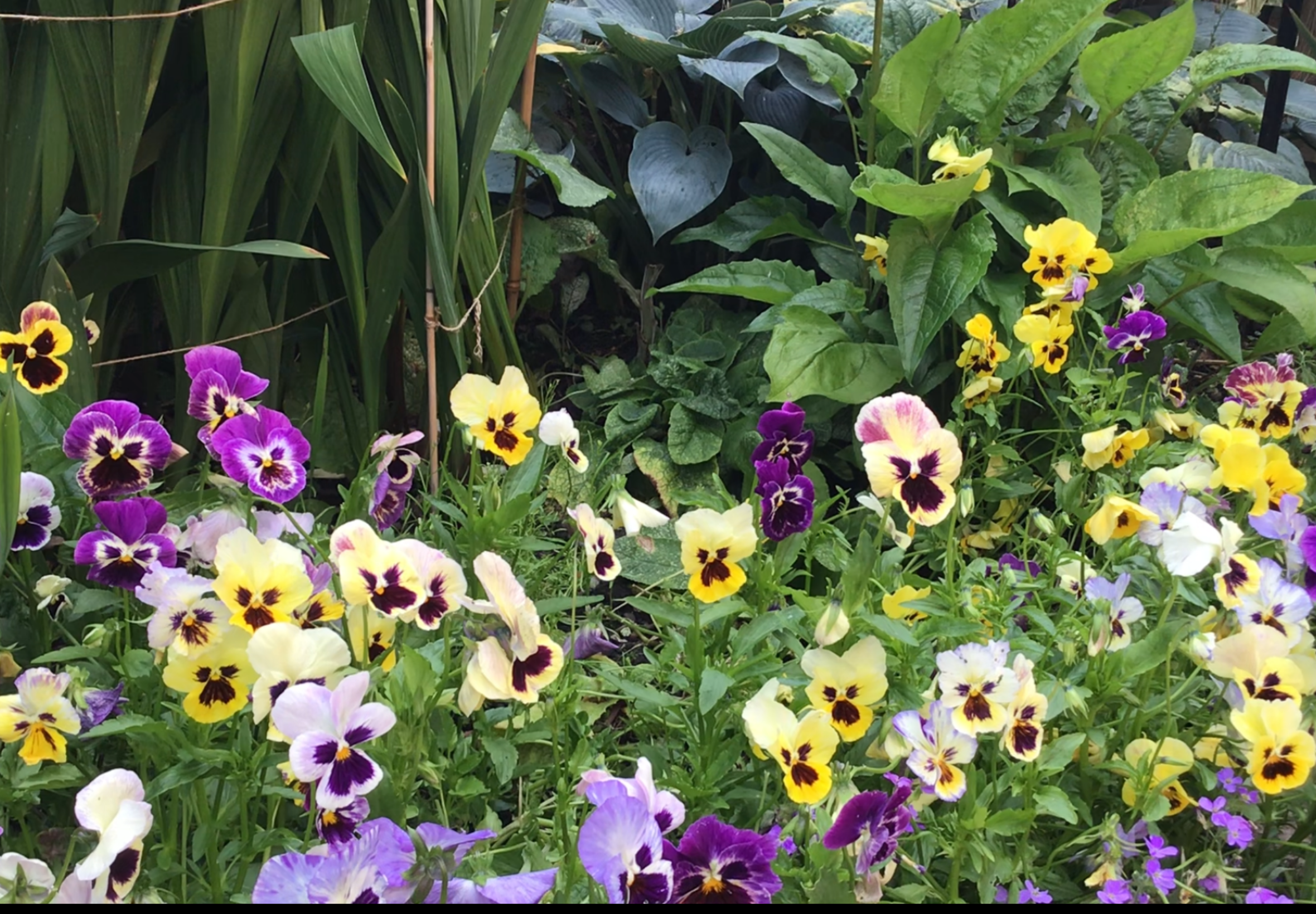 Your Garden Pansies