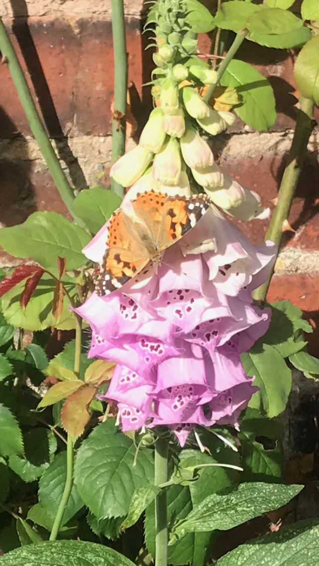 Your Garden butterfly on foxglove
